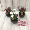 アッツ桜のミニ盆栽「アガベ　笹の雪（多肉植物）　ミニ盆栽　」