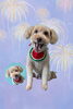 「Dog salon mofu mofu　余市町」