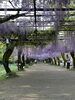自然の装飾、圧巻の藤棚「藤の花をゆっくりと楽しんできました。」