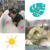 「可愛い子ちゃん♡ Dog salon mofu mofu 余市町」