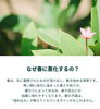 日常を忘れる癒やしの場所「【柏市スパイスカレー／アーユーボーワン】花粉のつらさとスロータス：アーユルヴェーダ的「月イチ・リセット」スウェダナ」