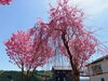 「これから見頃の桜を発見！守門、入広瀬方面はこれから見頃のところもたくさんです。」