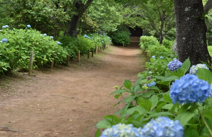 宗吾霊堂あじさい園の小路