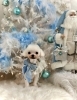 2025 Merry Xmas🎄 | MARSHMALLOW・DOG（マシュマロ ドッグ）の