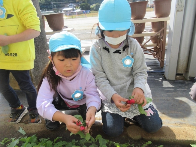 大きいラディッシュが採れたよ！「美味しい野菜がたくさん採れたよ！」