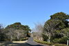 引揚記念公園「椿が開花し始めました！」