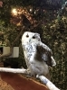 多分寝起きフクロウさん🦉「【挑戦、再び】宅建士試験に再チャレンジ！今年こそ合格を目指して」