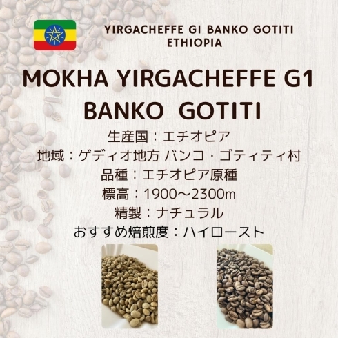 モカ イルガチェフェG1 バンコ「10月のおすすめコーヒー豆♪」
