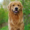 Golden Retriever「Teacher'sコーナー41号  America's Top 5 Favorite Dog Breeds【蘇我駅近くの英会話教室】043-209-2310」