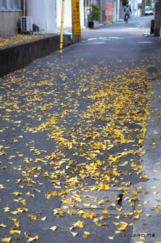 「【編集部日記】今年も難宗寺さんの公孫樹のじゅうたんを撮ってきました」