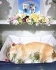 「お客様より撮影許可を頂きました【柴犬火葬/柴犬立会火葬/ペット火葬/ペット火葬場/動物火葬】」
