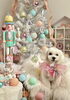 のんたんちゃん「MerryXmas🎄」