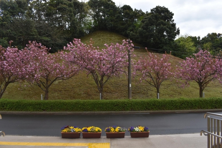 記念館入口「引揚記念公園の八重桜がいよいよ見ごろです！」