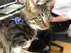 クルミ「弟猫クルミの紹介」