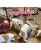 「みんなでわちゃわちゃ楽しかったね🐶」