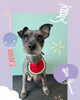 「Dog salon mofu mofu　余市町」