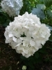 「太閤山ランド。紫陽花まつりに感動！(*^^*)」