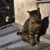 楽しくなさそうにはしていない猫