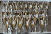 「旨脂：船上活締め『釣りホッケ開き』ホウムラ食品」