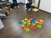 嗅覚と頭を使ってノーズワーク中🎶どこにあるかな〜「【大好評‼️】ドッググッズショップ&サロンDanke 第2期暮らし方教室 募集開始✨️」