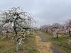 「佐奈川桜づつみ公園のしだれ梅🌸」