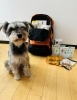 社員邸のわんちゃんもパチリ🐶「昨日の夜中の大雨、雷で不安な思いをした方は多いと思います☔️⚡️こんなときこそ日頃の備えを見直しましょう!」