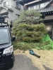 庭先すっきり！プロの剪定で美景に「松の剪定・お庭手入れ事例のご紹介」