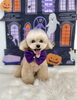 ティコちゃん「Happy Halloween 2026🎃」