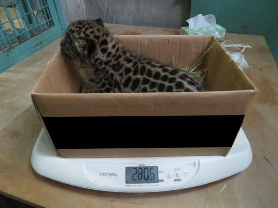 体重測定中「とべ動物園に新たな生命が誕生！」