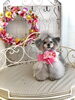 ＦｕＦu  ４歳になりました☺️「うちのこ　秋桜🐾」