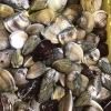 「魚魚市場鮮魚コーナーおすすめ商品「ヒオウギ貝・サザエ・ハマグリ」です♪」