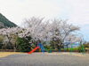 「【西条市 河之内】大自然のそばにある、本谷公園の桜が満開です！」