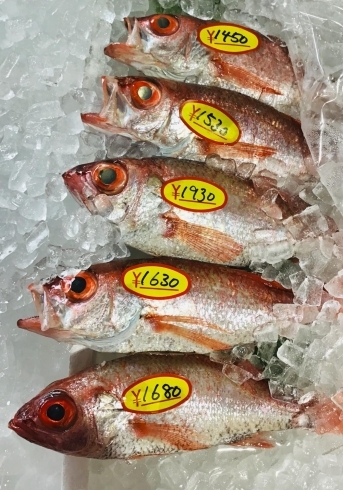 「魚魚市場鮮魚コーナーおすすめは「金目鯛・ノドグロ」です♪」