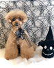くうちゃん／プードル「Happy Halloween （╹◡╹）」