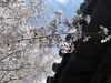 「春を感じに、桜を見に行ってきました❀」