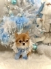 こてつくん「2025 Merry Xmas🎄」