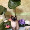 猫短毛