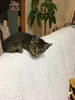 「名前は、こむぎ(︎︎♀)です- ̗̀ 」
