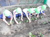 おいしくな～れ、おいしくなァれ！「菜園に野菜が！」