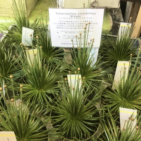 シンゴナンサス・ミカド「観葉植物たくさん入りました！！」