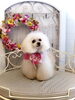 のあちゃん「わんこと秋桜🐶」