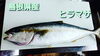 「○本日のお刺身○【島根県産】天然タイ、ヒラマサ」