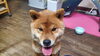 ウチの柴犬、換毛期で額に矢印が出来ましたꉂ🤣𐤔「米粉売ってます☝️」