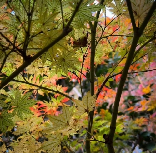 「ヤマモミジのご紹介です🍁」