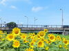 「【西条市 下島山】玉津校区のひまわり畑で『ひまわりまつり』開催中！（2023年7月23日（日））」