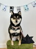 ニコちゃん「わんこと鯉のぼり🎏」