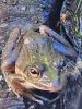水面から覗くカエルを大胆に撮影「生徒さんのカメラアイが光る！スマホで捉えた「自然のいのち」写真講評」