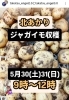 高津園芸さんじゃがいも🥔収穫体験案内「新井宿の畑で収穫体験デー！ラズベリー＆玉ねぎ・じゃがいも♪」