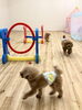 追いかけっこ中ＳＵＢくん。レオくん。Ｇroくん。「ましゅまろ幼稚園　^o^」