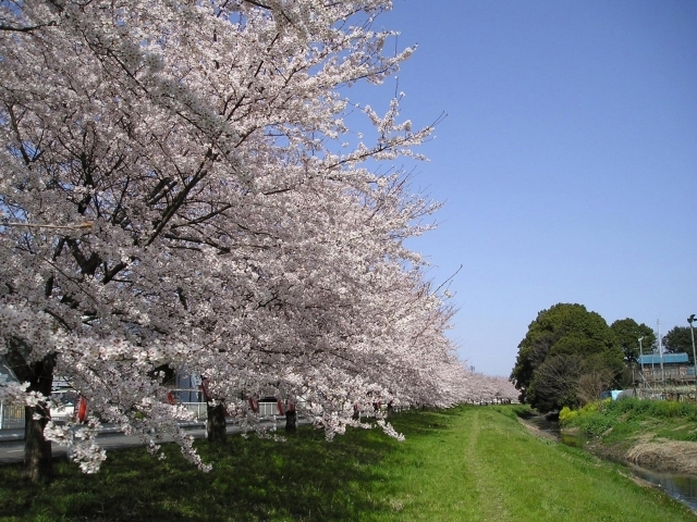 お花見するならここ 樋川市の桜情報 上尾市 桶川市お花見スポット まいぷれ 上尾 桶川